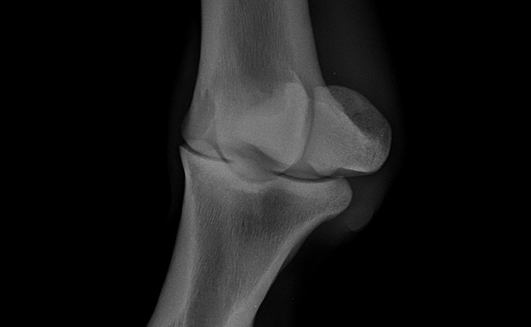 Diagnostyka weterynaryjna