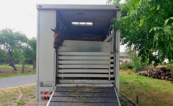 Międzynarodowy transport koni